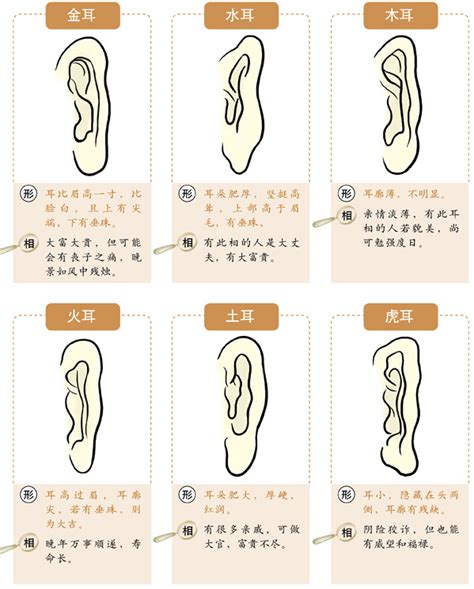 耳洞大 面相|面相学从耳朵的大小、软硬、颜色来判断性格和运势 命运风水面。